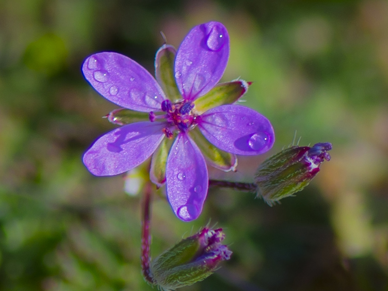 Erodium sp. (Geraniaceae)